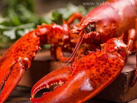 龍蝦進口報關流程與所需資料都在這！