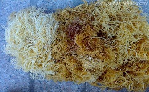 麒麟菜進(jìn)口報關(guān)流程