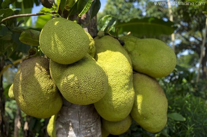 越南菠蘿蜜廣州報關公司水果菠蘿蜜進口