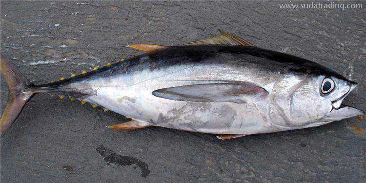 進(jìn)口冷凍金槍魚報關(guān)的注意事項(xiàng)進(jìn)口冷凍金槍魚報關(guān)注意這7點(diǎn)